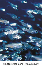 An image of School of fish