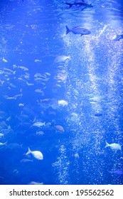 An image of School of fish