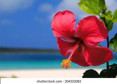 沖縄 海 ハイビスカス Images, Stock Photos & Vectors | Shutterstock