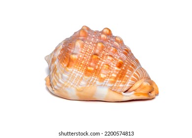 Image Of Sea Shell Orange Cassis Cornuta On A White Background. Undersea Animals. Sea Shells. Horned Helmet Shell.