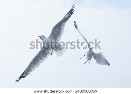 Image of seagull, Seagull background.