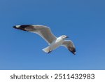 Image of seagull is flying, Seagull background.