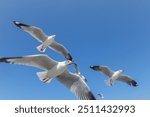 Image of seagull is flying, Seagull background.