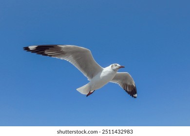 Image of seagull is flying, Seagull background. - Powered by Shutterstock