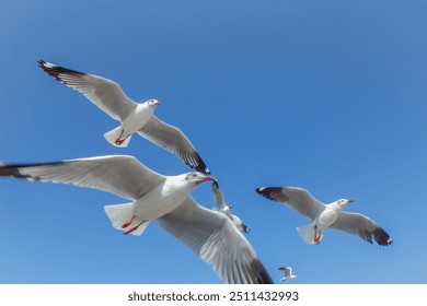 Image of seagull is flying, Seagull background. - Powered by Shutterstock