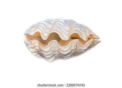 Image of seashells clam pearled on a white background. Undersea Animals. Sea Shells.