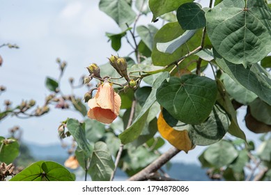 Image Of The Seashore Talipariti Tiliaceum Plant.