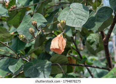 Image Of The Seashore Talipariti Tiliaceum Plant.