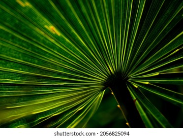 An image select focus photo art abstract leaf plant with bright natural detail foliage shine silhouette style.