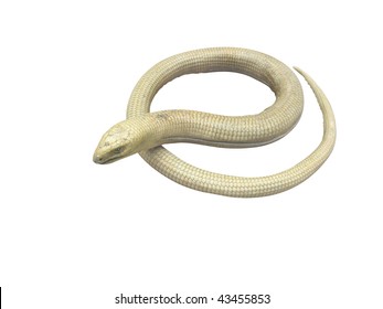 The image of serpentiform lizard under the white background