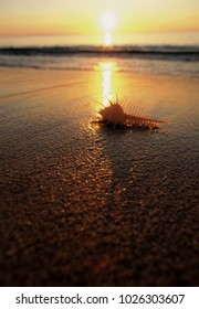 An image of Shell on beach