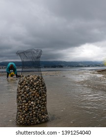 
Image of shellfish recognizing bivalves.