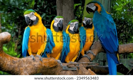 The image showcases a captivating gold macaw, a striking and magnificent bird known for its vibrant plumage and charismatic presence. The macaw's feathers are a brilliant fusion of deep gold.