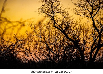 The image showcases the silhouettes of bare trees with intricate branches, set against a stunning golden and orange sky during sunset, capturing a peaceful yet dramatic moment in nature. - Powered by Shutterstock