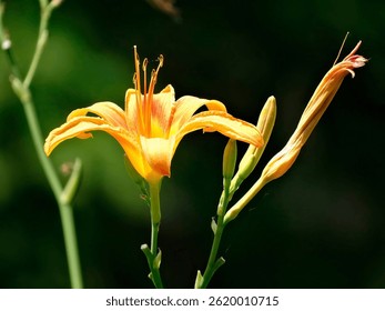 Image showcases a vibrant yellow lily with open petals, revealing central stamens Long green stems and blurred natural background create bokeh effect Taken with a macro lens, emphasizing flower det