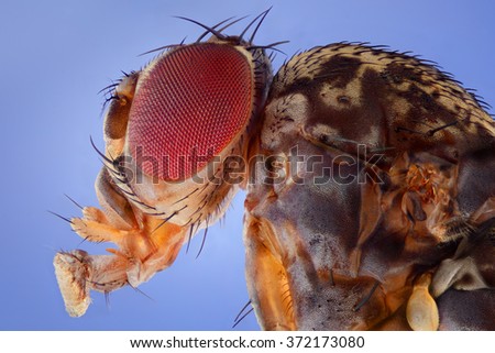 Image showed the Fruit Fly, Drosophila melanogaster. Photograph from the side showing the head and torso. Extreme macro shot made microscope lens.