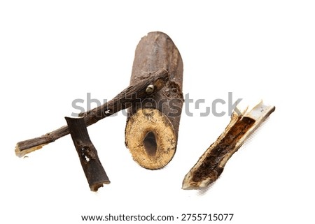 image showing biotic damage: deep holes made by borers in fig tree wood