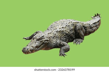 Image showing a crocodile on a green screen for embedding in photo montages