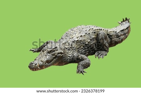 Image showing a crocodile on a green screen for embedding in photo montages
