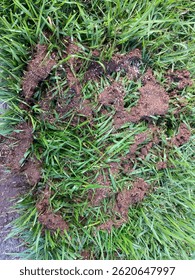 Image showing a patch of damaged grass, with disturbed soil and exposed roots, suggesting the presence of animal activity or soil disturbance. 