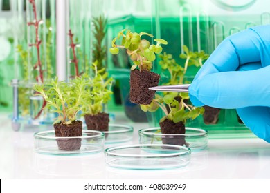 image showing a person's hands in blue rubber glove holding a small leafy plant with tweezers next tn the laboratory 