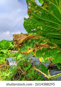 The image shows badly damaged mustard plant leaves.  Most of the leaves had turned brown and yellow, with many holes on the surface.  The parts that are still green show signs of damage as well.  The 