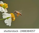 The image shows a bee on a flower, serving as a pollinator. The photo captures a close-up view of the bee interacting with the flower, showcasing details like the petal, pollen, and the insect itself.