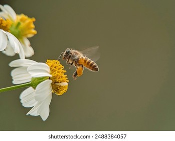 The image shows a bee on a flower, serving as a pollinator. The photo captures a close-up view of the bee interacting with the flower, showcasing details like the petal, pollen, and the insect itself. - Powered by Shutterstock