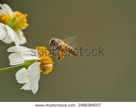 Image, Stock Photo Close-up of bees on a honeycomb