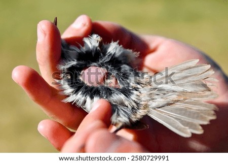 The image shows a bird with a brood patch, a featherless area on its abdomen used to transfer heat to eggs or chicks. The bird is gently held, with ruffled feathers around the patch.