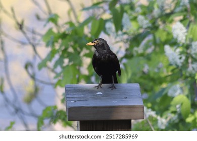 The image shows a blackbird perched on top of a wooden post, with blurred green foliage in the background. The bird’s bright yellow beak and eye rings stand out against its dark plumage. - Powered by Shutterstock