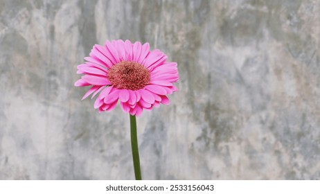 The image shows a bright pink daisy with multiple petals and a detailed brown center, standing on a thin green stem. The background is a muted grayish wall, giving the flower a vibrant contrast. - Powered by Shutterstock