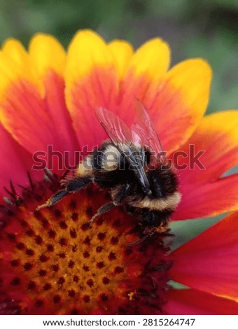 The image shows a bumblebee gathering nectar from a gaillardia flower; these insects play a key role in pollinating many plants and are known for their bright, contrasting coloration that warns off predators. It looks incredible! The combination of bright red and yellow petals with the fuzzy bumblebee creates a perfect natural contrast. They are very industrious; thanks to their fuzzy coats, they can gather pollen even in cool, overcast weather, when ordinary bees retreat to their hives.