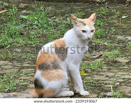 The image shows a cat sitting on the ground. The cat is a calico, with a white body, orange and black patches. The cat is sitting upright, with its ears perked up and its tail curled around its body.  Stock photo © 