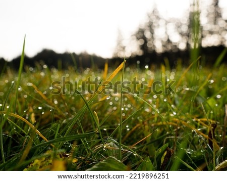 image shows close up of crown rust Puccinia coronata on grass plant; pustules on grass leaves