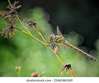 The image shows a close-up of a dragonfly resting on a dried flower branch with a soft green bokeh background. The dragonfly's body is yellow with black stripes, and its wings are translucent - Powered by Shutterstock