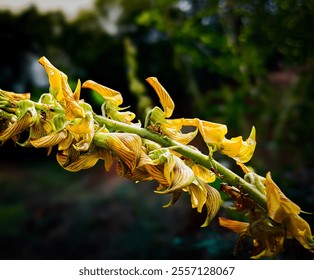 The image shows a close-up of a plant stem with yellow flowers. The flowers have slightly curled petals with greenish veins. The background is blurred, highlighting the details of the flowers.  - Powered by Shutterstock