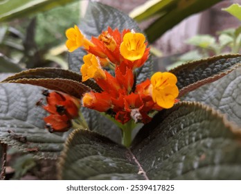 The image shows a close-up of a plant with uniquely textured, dark green leaves that have a prominent veined pattern. The plant has striking flowers with a mix of red and bright yellow petals. The yel - Powered by Shutterstock