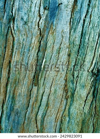 The image shows a close-up of tree bark with distinct textures and colors. eucalyptus bark as background, wood texture