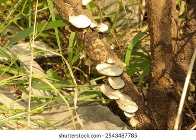 The image shows a close-up of a tree trunk with several shelf fungi growing on it. The fungi are a light brown color and have a fan-like shape. They are growing in a row along the side of the trunk.  - Powered by Shutterstock