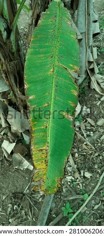 The image shows a close-up, vertical shot of a large banana leaf (Musa) hanging downwards in an outdoor environment. The leaf is predominantly green but shows clear signs of damage or disease. Its edges are heavily frayed, dry, and turning brown, with prominent yellow halos or borders separating the healthy green tissue from the dying brown parts. Additionally, the surface of the leaf is covered with numerous small, scattered dark brown spots and streaks.
In the background, the setting appears to be a garden or plantation area. The ground consists of dry soil mixed with fallen dried leaves, twigs, and small wild weeds. Parts of the banana plant's pseudostem (trunk) and other dried, drooping banana leaves are visible behind and next to the main leaf, creating a natural and slightly weathered agricultural backdrop.