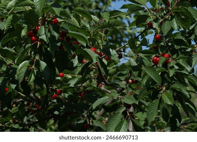 The image shows a close-up view of a cherry tree with ripe cherries hanging from the branches. The leaves are green and lush, and the cherries appear red and plump. - Powered by Shutterstock