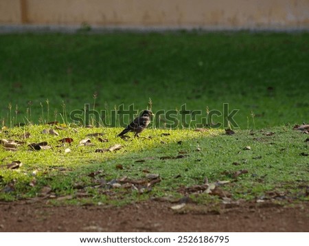 The image shows a common myna (Acridotheres tristis) standing on a grassy lawn. The bird has a dark brown body with a yellow bill and a yellow patch around its eyes. It is facing to the right 