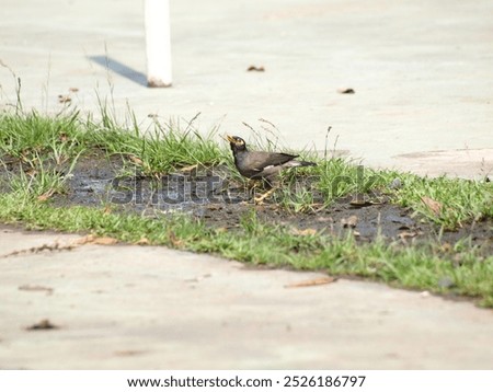 The image shows a common myna (Acridotheres tristis) standing on a grassy lawn. The bird has a dark brown body with a yellow bill and a yellow patch around its eyes. It is facing to the right 