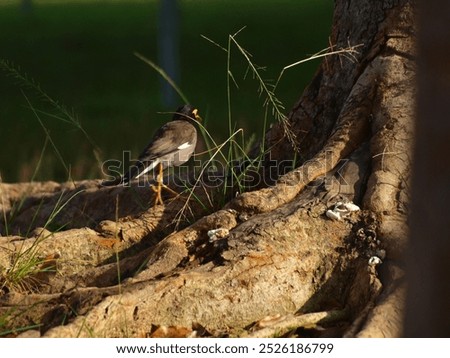 The image shows a common myna (Acridotheres tristis) standing on a grassy lawn. The bird has a dark brown body with a yellow bill and a yellow patch around its eyes. It is facing to the right 
