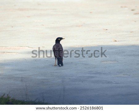 The image shows a common myna (Acridotheres tristis) standing on a grassy lawn. The bird has a dark brown body with a yellow bill and a yellow patch around its eyes. It is facing to the right 