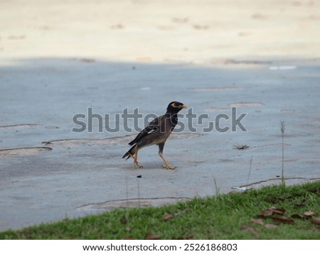 The image shows a common myna (Acridotheres tristis) standing on a grassy lawn. The bird has a dark brown body with a yellow bill and a yellow patch around its eyes. It is facing to the right 