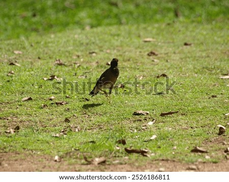 The image shows a common myna (Acridotheres tristis) standing on a grassy lawn. The bird has a dark brown body with a yellow bill and a yellow patch around its eyes. It is facing to the right 