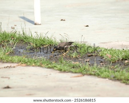 The image shows a common myna (Acridotheres tristis) standing on a grassy lawn. The bird has a dark brown body with a yellow bill and a yellow patch around its eyes. It is facing to the right 