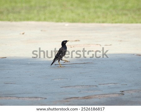 The image shows a common myna (Acridotheres tristis) standing on a grassy lawn. The bird has a dark brown body with a yellow bill and a yellow patch around its eyes. It is facing to the right 